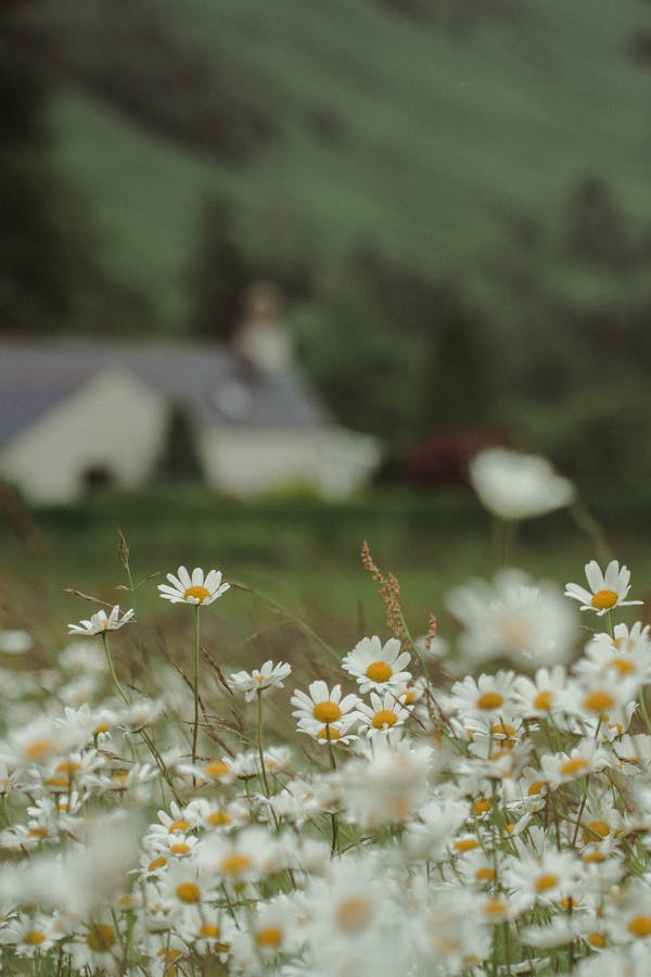 chamomile