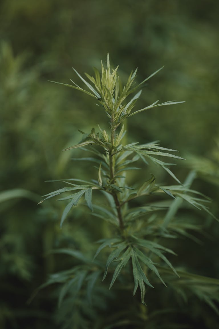 La artemisa, conocida científicamente como Artemisia vulgaris, tiene varios nombres comunes. Entre ellos, se le llama comúnmente ajenjo (especialmente Artemisia absinthium), altamisa, hierba de San Juan (aunque no debe confundirse con el hipérico),