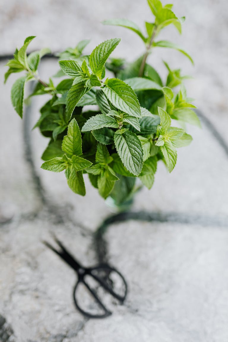 Top view of mint leaves and scissors on a marble surface, emphasizing freshness and kitchen aesthetics.